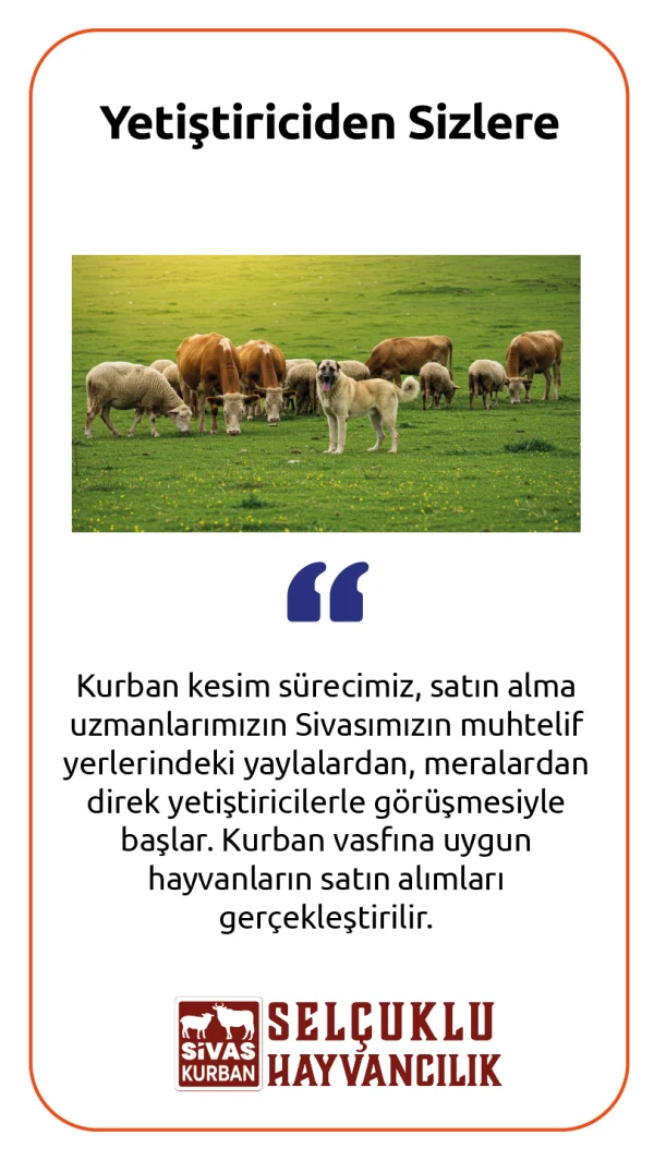 Sivas Selçuklu Kurban